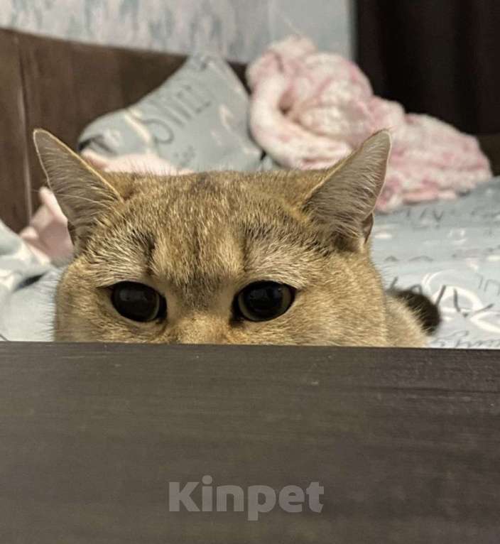 Кошки в Воронеже: Шотландская золотая шиншилла  Девочка, Бесплатно - фото 2