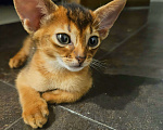 Кошки в Москве: Абиссинский котенок Мальчик, 65 000 руб. - фото 1