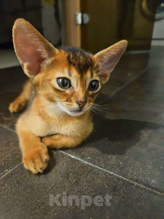 Кошки в Москве: Абиссинский котенок Мальчик, 65 000 руб. - фото 1