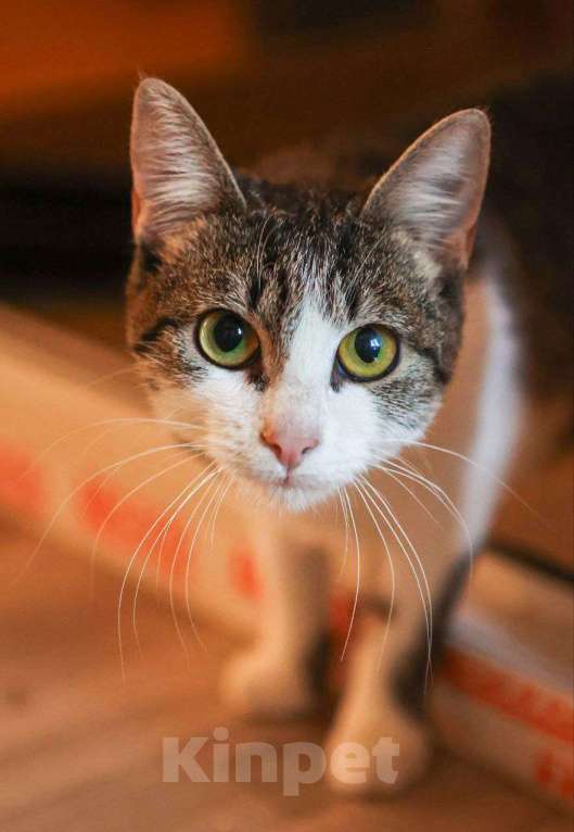 Кошки в Солнечногорске: Кошка-ягодка Морошка Девочка, Бесплатно - фото 4