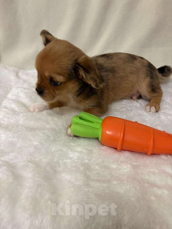 Собаки в Москве: Чихуахуа-  Мальчик Мальчик, 15 000 руб. - фото 3