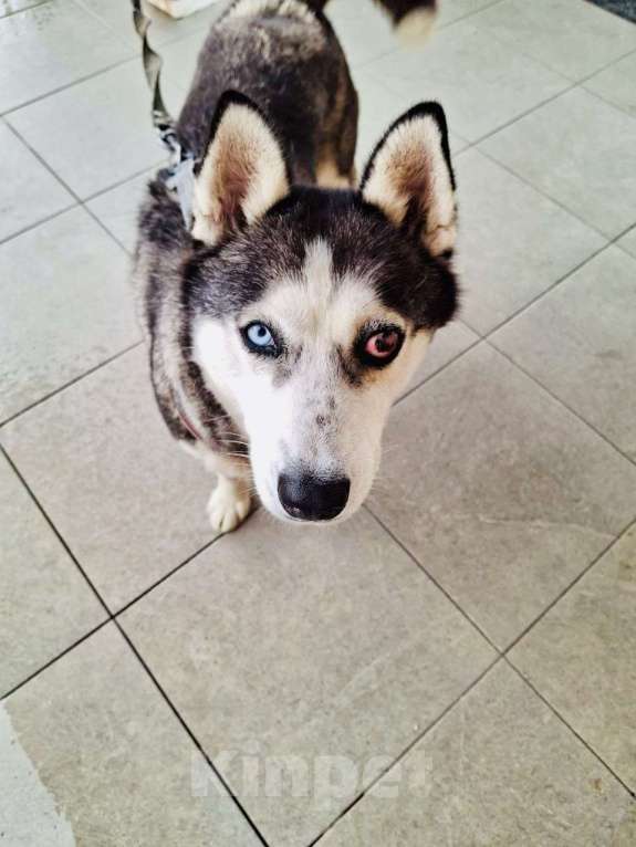 Собаки в Краснодаре: Даша Девочка, Бесплатно - фото 2