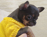 Собаки в Самаре: Девочка чихуахуа Девочка, Бесплатно - фото 1