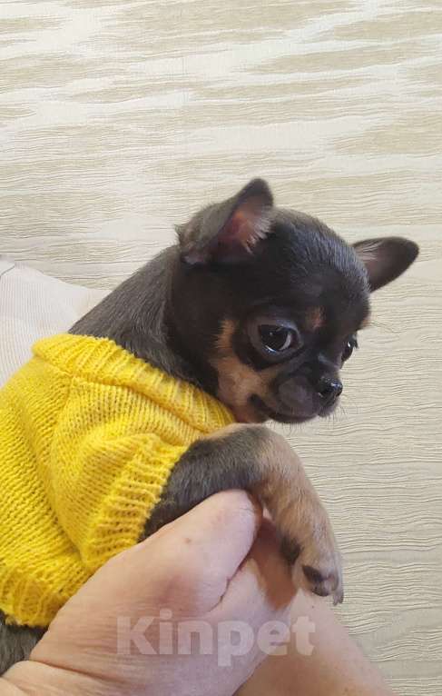 Собаки в Самаре: Девочка чихуахуа Девочка, Бесплатно - фото 1