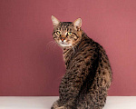 Кошки в Москве: Британский крупный кот Борис в добрые руки Мальчик, 1 руб. - фото 1