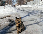 Кошки в Котельниково: Кошечки ищут дом, Бесплатно - фото 1