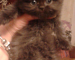 Кошки в Малмыже: Британские длинношёрстные котята девочки. Девочка, 1 500 руб. - фото 7