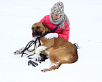 Собаки в Видном: Джасур, 2 года Мальчик, Бесплатно - фото 2