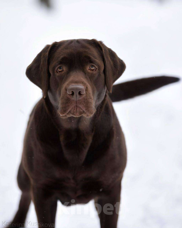 Собаки в Москве: Щенок Лабрадора-Ретривера в шоколадном окрасе Девочка, 100 000 руб. - фото 5