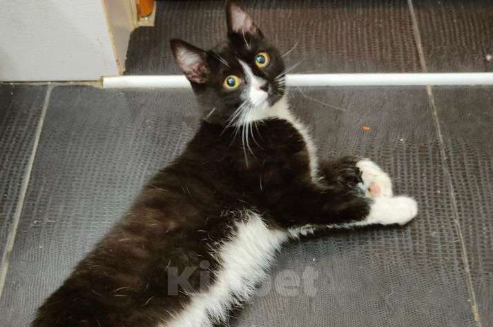 Кошки в Новосибирске: Отдадим котика подростка  Мальчик, Бесплатно - фото 7