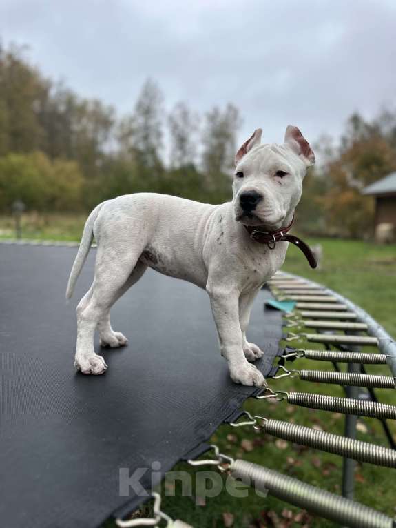 Собаки в Москве: Щенки АСТ  Девочка, Бесплатно - фото 3