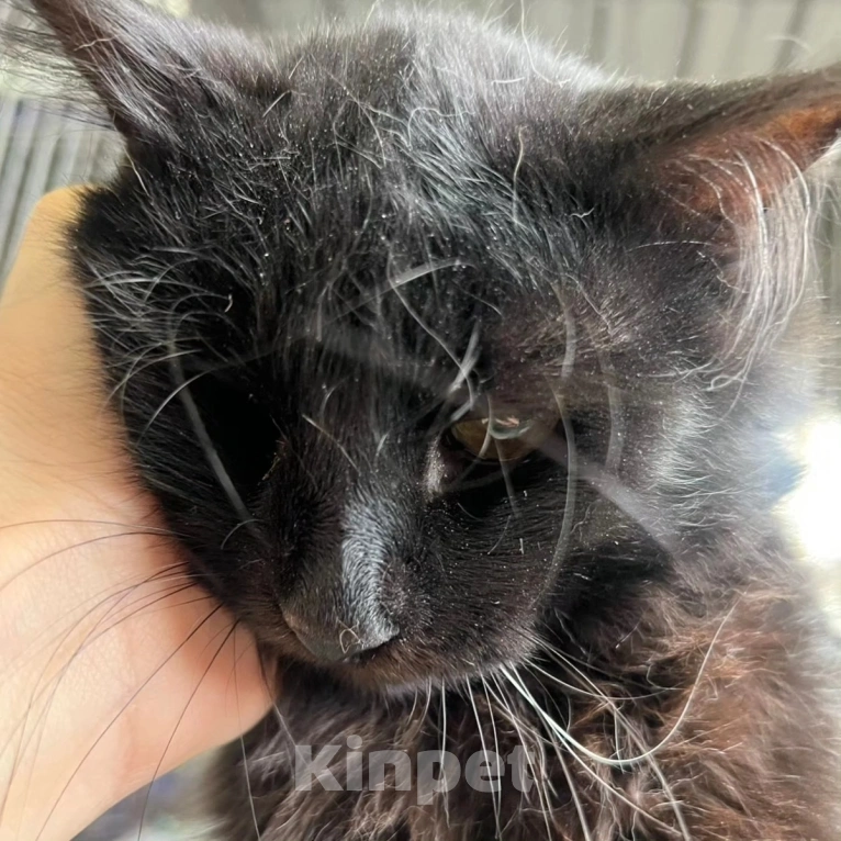 Кошки в Москве: Котику отрубили хвостик Мальчик, Бесплатно - фото 5