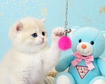 Кошки в Новосибирске: Котенок Мальчик, Бесплатно - фото 3