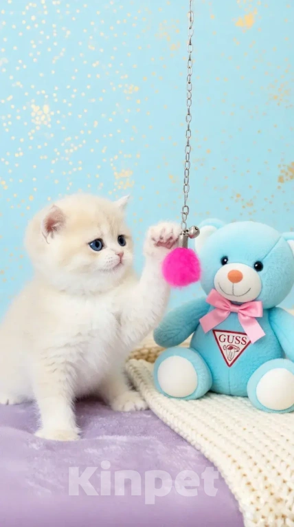 Кошки в Новосибирске: Котенок Мальчик, Бесплатно - фото 3
