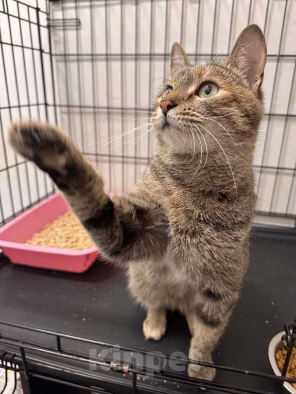 Кошки в Москве: Маняшу никто не замечает  Девочка, Бесплатно - фото 2