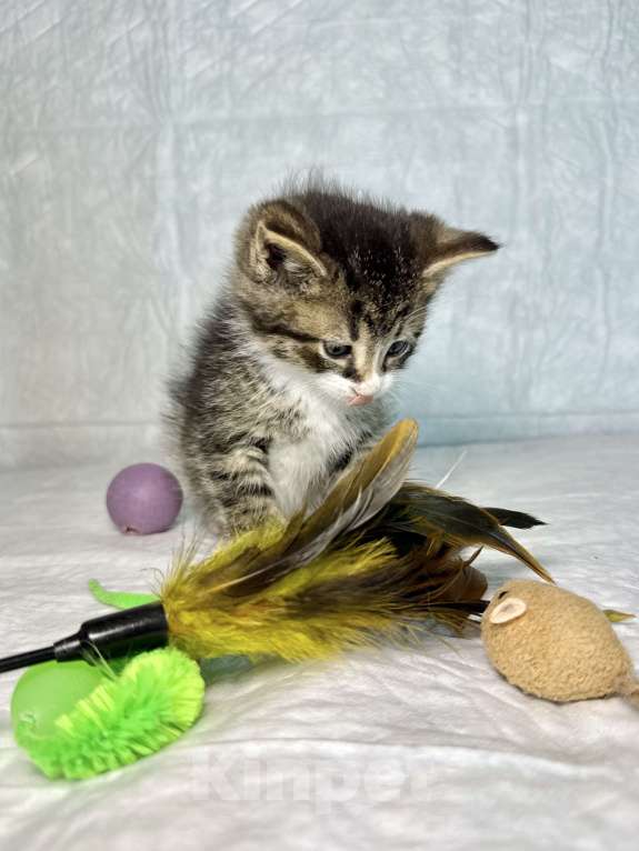 Кошки в Санкт-Петербурге: Котенок 1 месяц Бьёрн Мальчик, Бесплатно - фото 5