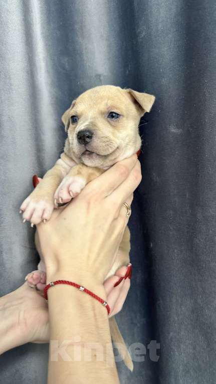 Собаки в Краснодаре: Щенки амстаффа Мальчик, 20 000 руб. - фото 10