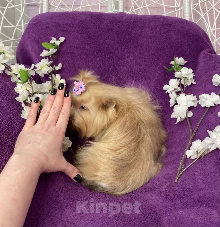 Собаки в Москве: Подрощенный мини йорк девочка голубоглазая Девочка, 100 000 руб. - фото 10