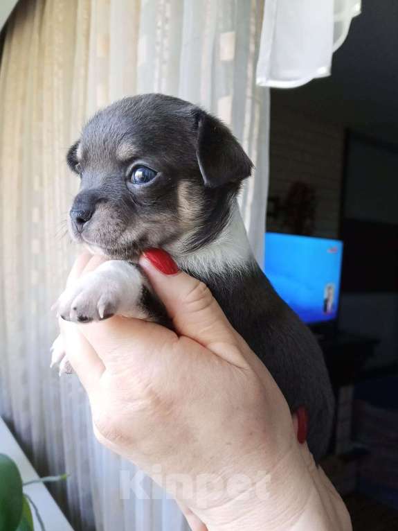 Собаки в Волгограде: Мальчик голубого окраса  Мальчик, 40 000 руб. - фото 2