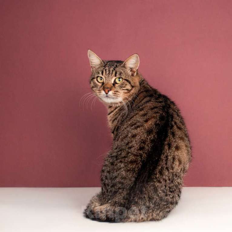 Кошки в Москве: Британский крупный кот Борис в добрые руки Мальчик, 1 руб. - фото 1