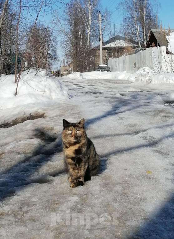 Кошки в Котельниково: Кошечки ищут дом, Бесплатно - фото 1