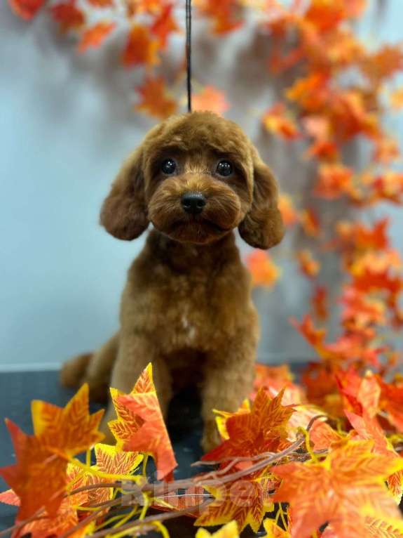 Собаки в Раменском: Мальтипу малтчик Мальчик, Бесплатно - фото 3
