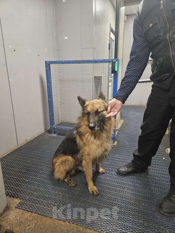 Собаки в Туле: Найден  мальчишка немецкой овчарки  Мальчик, Бесплатно - фото 3