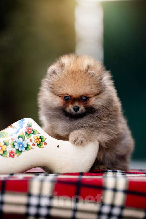 Собаки в Видном: Рыжий миниатюрный мальчик Мальчик, 35 000 руб. - фото 3