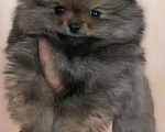 Собаки в Пензе: Померанский шпиц мальчики Мальчик, 38 000 руб. - фото 2