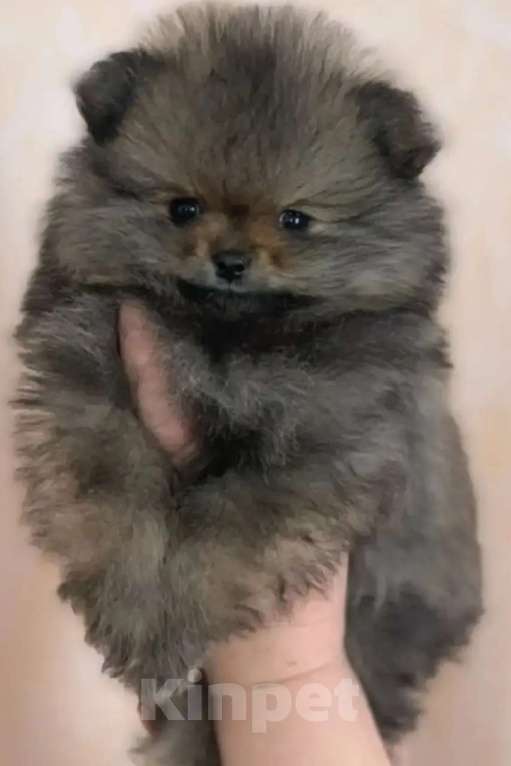 Собаки в Пензе: Померанский шпиц мальчики Мальчик, 38 000 руб. - фото 2