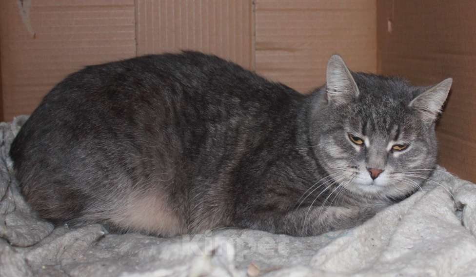 Кошки в Москве: Нежная АСЯ Девочка, Бесплатно - фото 5