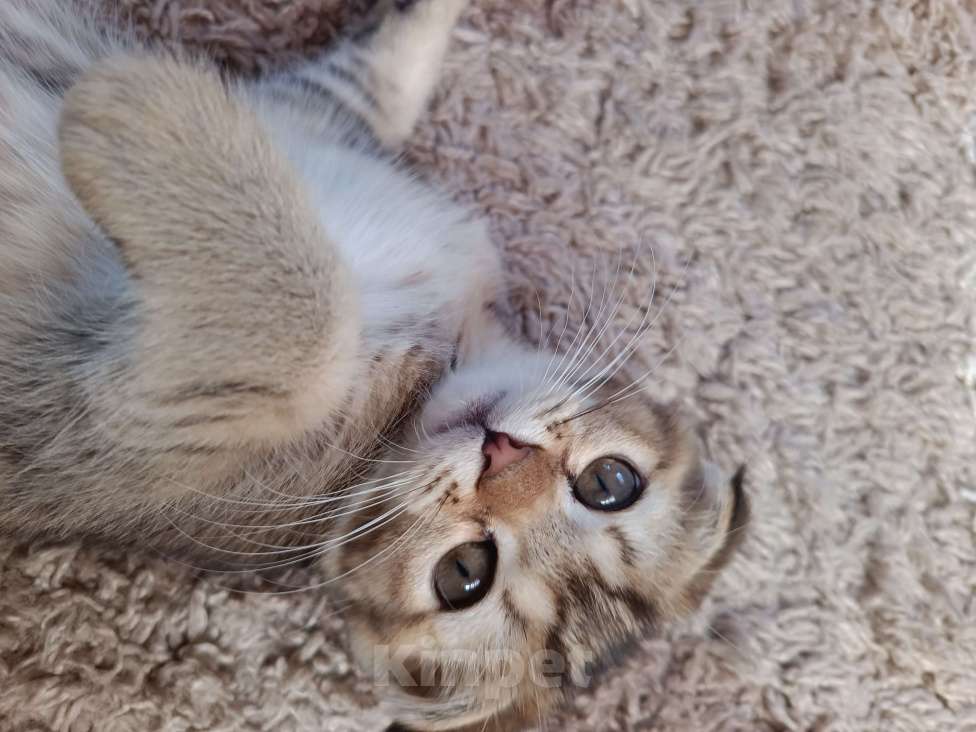 Кошки в Екатеринбурге: Вислоухий мальчик окраса ny25 Мальчик, 13 000 руб. - фото 2