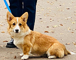 Собаки в Липецке: Щенок Вельш Корги Пемброк РКФ Девочка, 50 000 руб. - фото 3