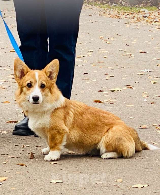 Собаки в Липецке: Щенок Вельш Корги Пемброк РКФ Девочка, 50 000 руб. - фото 3