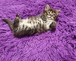 Кошки в Ярославле: Мейн Кун котята Девочка, 5 000 руб. - фото 2