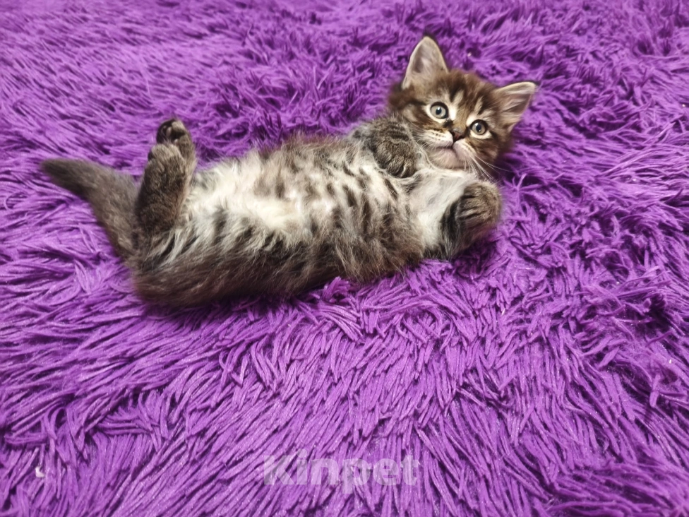 Кошки в Ярославле: Мейн Кун котята Девочка, 5 000 руб. - фото 2