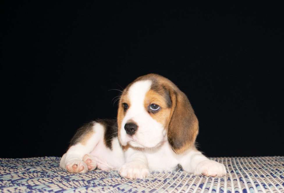 Собаки в Воронеже: Щенки бигля. Питомник Jewel Aleksandrina Мальчик, 50 000 руб. - фото 2