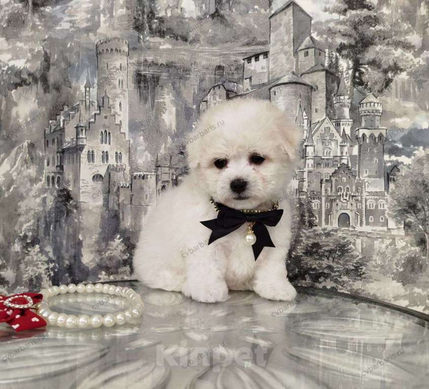 Собаки в Москве: Бишон фризе щенки Девочка, 130 000 руб. - фото 2