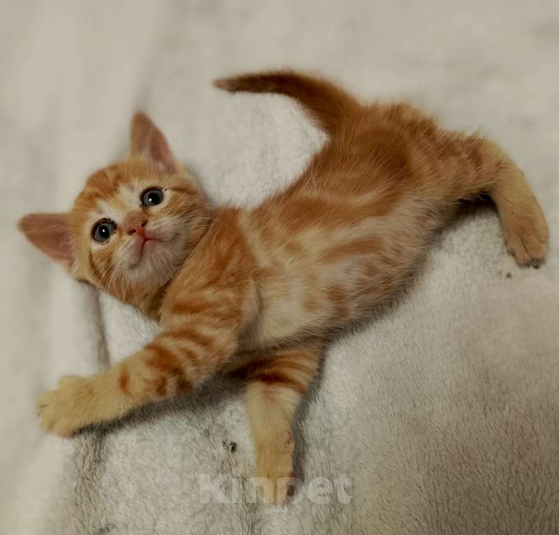 Кошки в Новосибирске: Кошечки и котики Мальчик, Бесплатно - фото 4