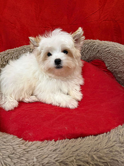 Белоснежный  йорк    Голубоглазый