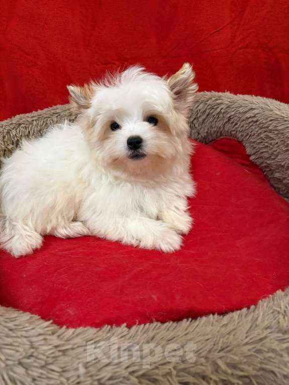 Собаки в Москве: Белоснежный  йорк    Голубоглазый Мальчик, 45 000 руб. - фото 1