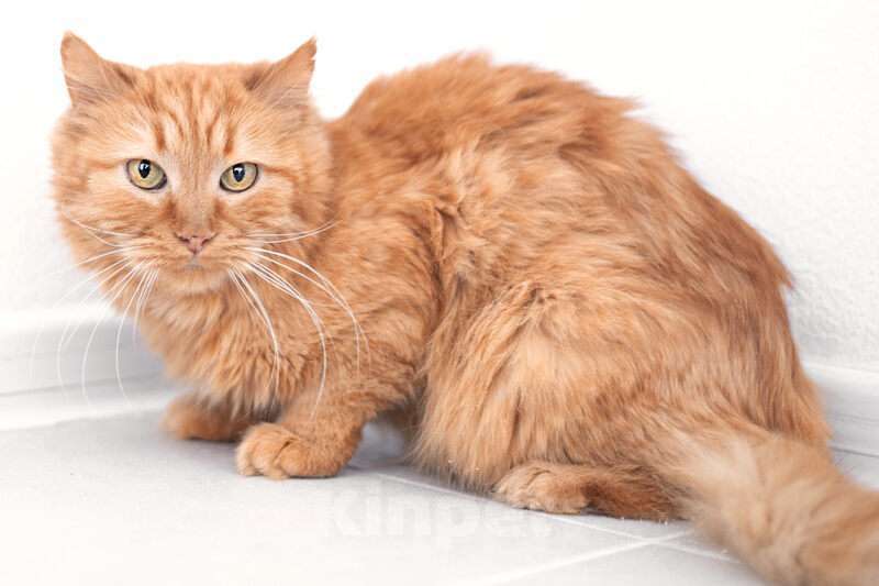 Кошки в Москве: Ярко-рыжая пушистая кошка Топаза в добрые руки Девочка, 1 руб. - фото 2