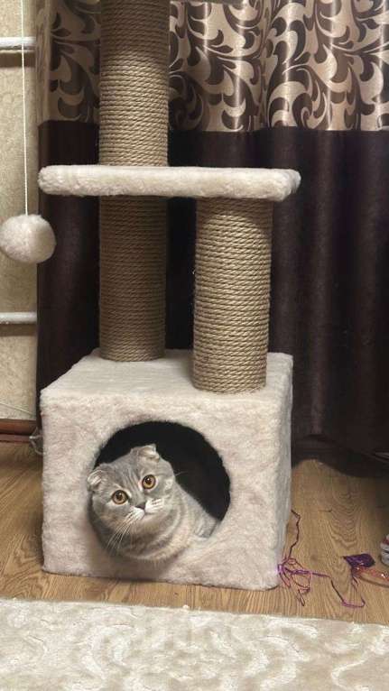 Кошки в Рязани: Пропала кошка Девочка, Бесплатно - фото 1
