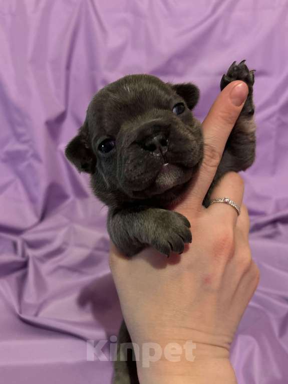 Собаки в Хабаровске: Щенок французского бульдога Девочка, 60 000 руб. - фото 2