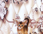 Кошки в Химках: Клубные Абессинские малыши  Мальчик, 50 000 руб. - фото 5