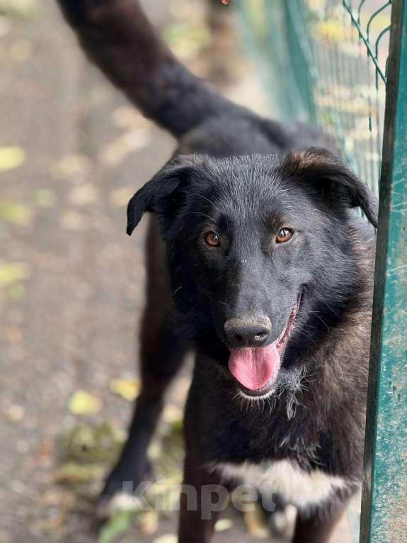 Собаки в Москве: Лилу Девочка, Бесплатно - фото 9