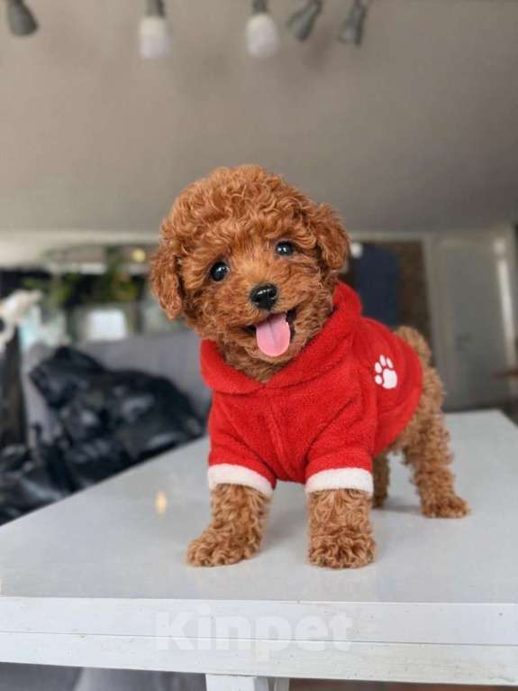 Собаки в Новосибирске: Той-пудель, щенок Девочка, 150 000 руб. - фото 2