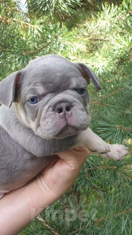 Собаки в Москве: Мальчик Лиловый с подпалом документы АБКС. Мальчик, 80 000 руб. - фото 3