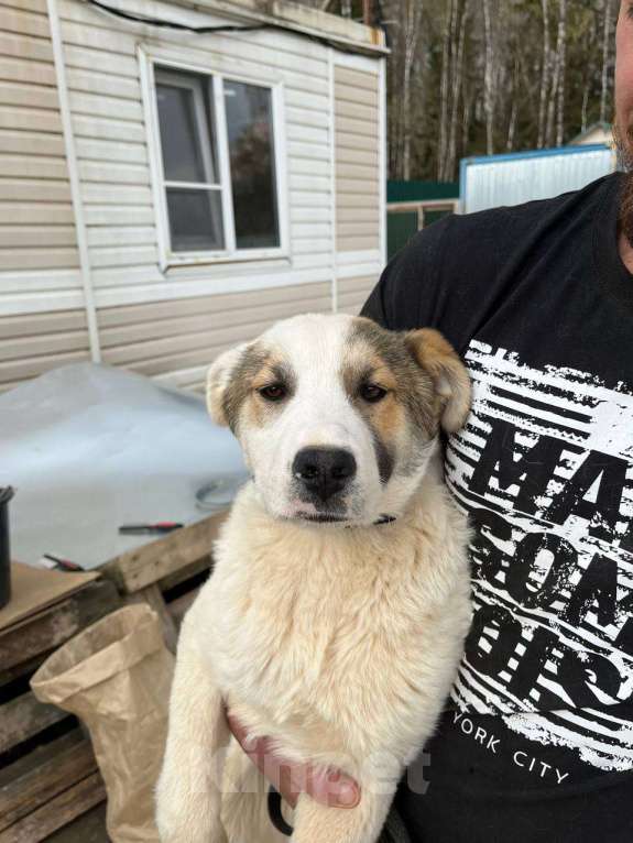 Собаки в Москве: Яша, серьезный щенок Мальчик, Бесплатно - фото 4