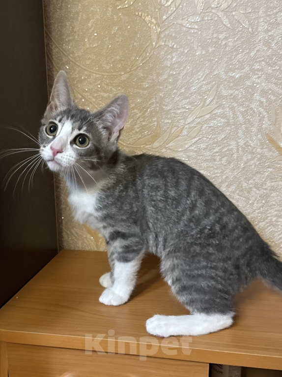 Кошки в Санкт-Петербурге: Котенок девочка Дани Девочка, Бесплатно - фото 5